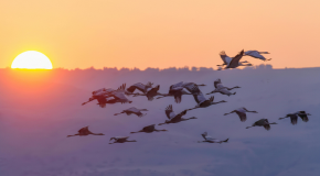 Reglament Estrangeria Reglament Estrangeria