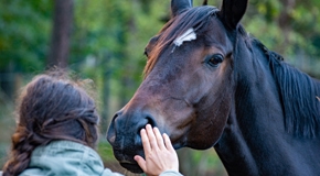 CURS PRESENCIAL: Competències professionals i cavalls