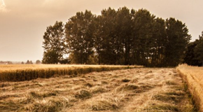 Quina educació rural volem el 2030?